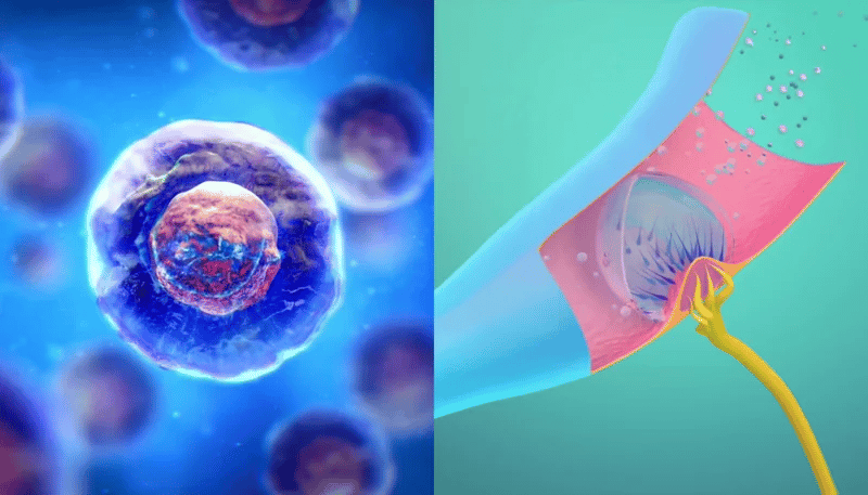 Mepilo™ Tinnitus Patches | Naturally Relieve Ringing & Buzzing in Ears, Repair Inner Ear Hair Cells in 30 Days